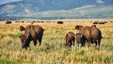 Lelaki ditanduk bison di taman negara