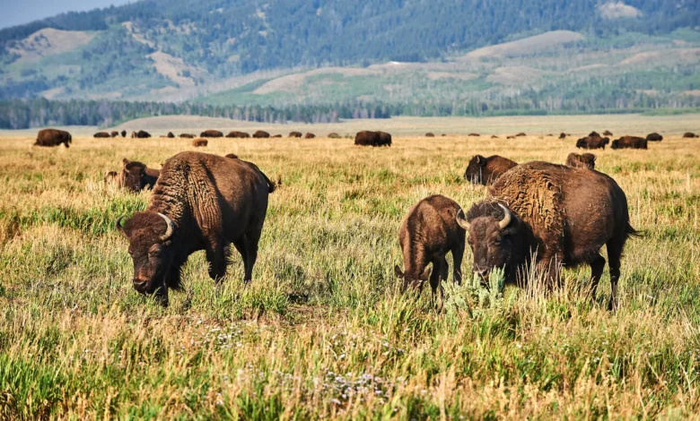 Lelaki ditanduk bison di taman negara