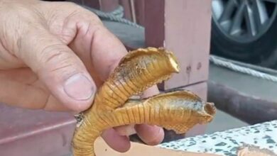 Terkejut jumpa bangkai ular berkepala dua