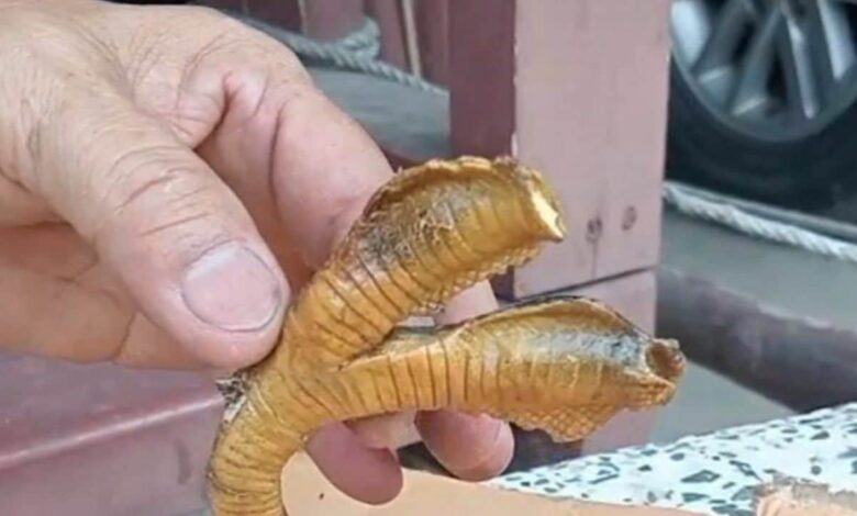 Terkejut jumpa bangkai ular berkepala dua