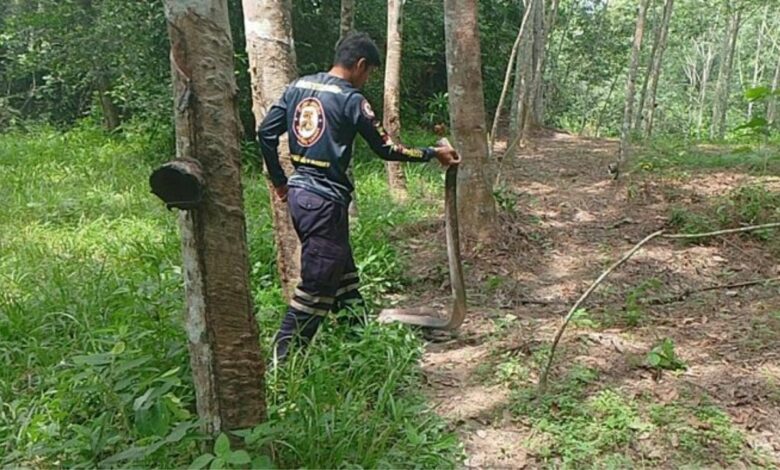 Penoreh getah terkejut lihat ‘king cobra’ telan ular tikus