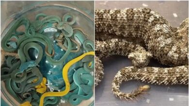 Penumpang pesawat bawa 44 ular bisa dalam bagasi
