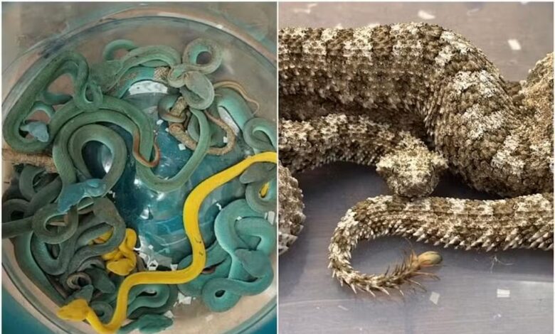 Penumpang pesawat bawa 44 ular bisa dalam bagasi