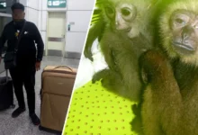 Lelaki ditahan cuba seludup empat ungka tangan hitam di KLIA