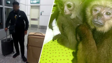 Lelaki ditahan cuba seludup empat ungka tangan hitam di KLIA