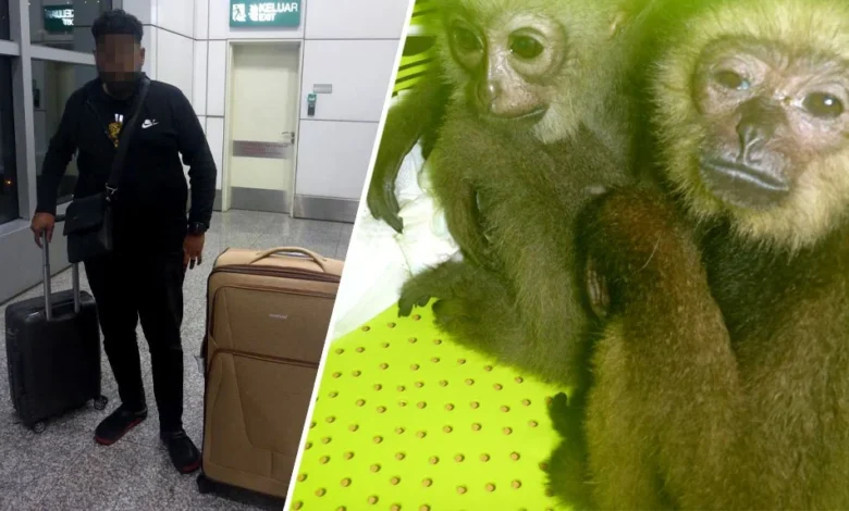 Lelaki ditahan cuba seludup empat ungka tangan hitam di KLIA