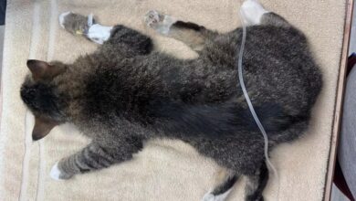 Kucing miliki 6 kaki sukar bergerak