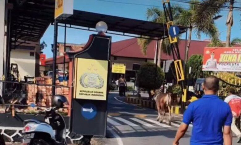 Lembu korban lari sembunyi dalam balai polis