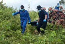 Mayat OKU hilang ditemui dalam kebun sawit