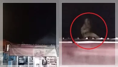 Kucing, kera atau pocong?
