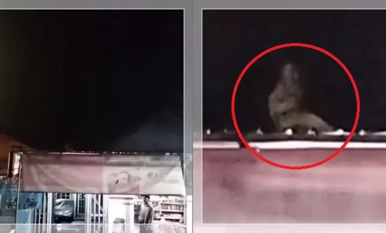 Kucing, kera atau pocong?