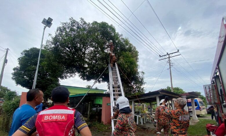 Terkena renjatan elektrik ketika petik mangga, lelaki maut di atas pokok