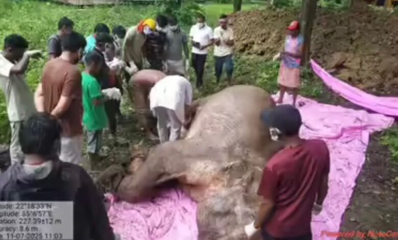 Gajah mati akibat dibom