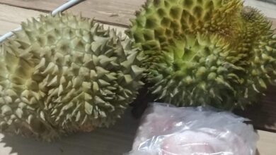 Ibu minta polis tangkap anak tukar durian dengan pil kuda