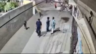 Singa kejar wanita, kanak-kanak di jalan sibuk