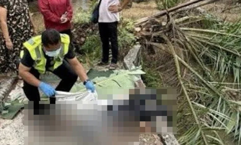 Remaja berehat atas jambatan maut dihempap pokok sawit