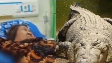 Nenek diterkam buaya ketika ambil wuduk di sungai