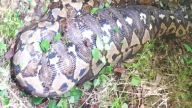 Petani hilang rupanya ditelan ular sawa