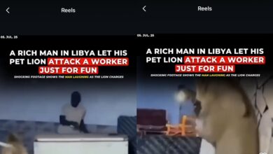 Lelaki arah singa peliharaan serang pekerja