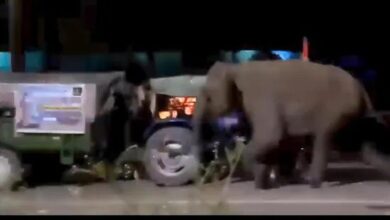 Gajah terbalikkan 2 lori