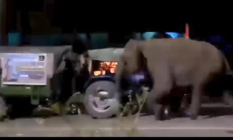 Gajah terbalikkan 2 lori