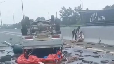 Ikan keli berterabur tengah jalan