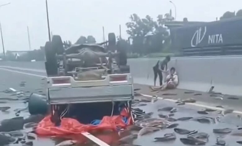 Ikan keli berterabur tengah jalan