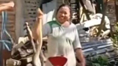 Mak cik kejar ular dalam sungai, selamba tangkap pakai tangan
