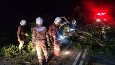 Warga Pakistan maut dihempap pokok akibat ribut
