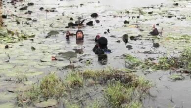 Suami ghaib selepas terjun dalam kolam teratai