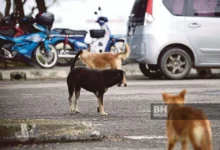 Budak 6 tahun digigit anjing liar, disahkan maut akibat rabies di Sarawak