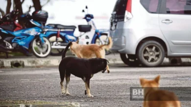 Budak 6 tahun digigit anjing liar, disahkan maut akibat rabies di Sarawak