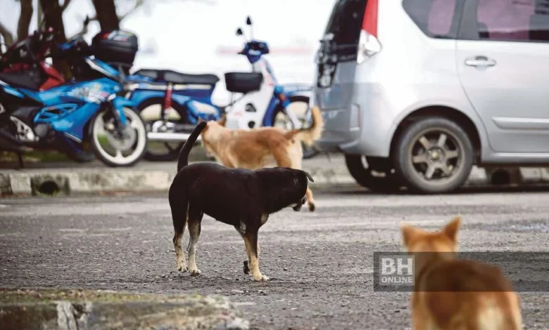Budak 6 tahun digigit anjing liar, disahkan maut akibat rabies di Sarawak