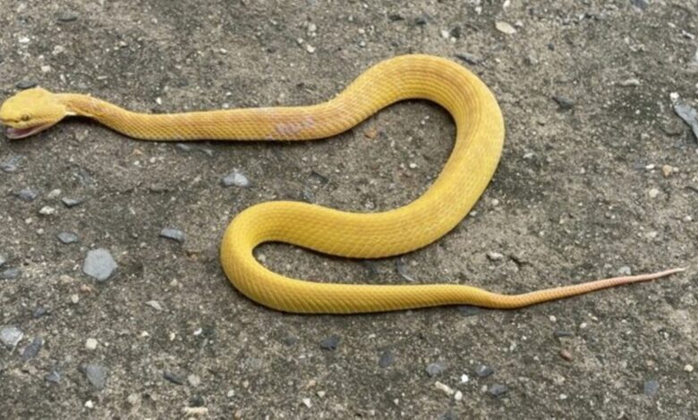 Ular warna ’emas’ ditemukan penduduk