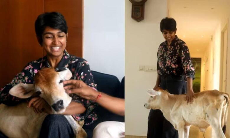 Anak lembu selesa tinggal di apartmen