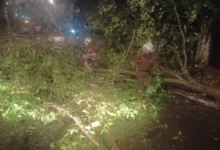 Pokok tumbang di beberapa kawasan di Selangor akibat hujan lebat, angin kencang