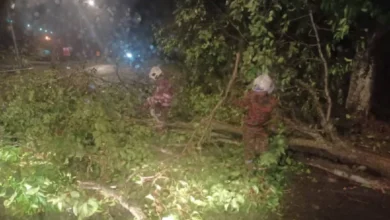 Pokok tumbang di beberapa kawasan di Selangor akibat hujan lebat, angin kencang
