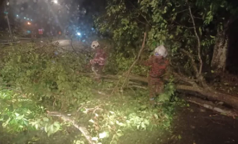 Pokok tumbang di beberapa kawasan di Selangor akibat hujan lebat, angin kencang