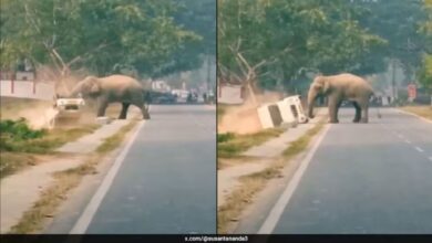 Trak terbalik disondol gajah