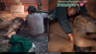 Anak gajah minta tidur sebelah lelaki