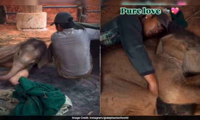 Anak gajah minta tidur sebelah lelaki