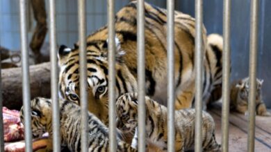 Zoo minta orang ramai beri haiwan peliharaan jadi makanan harimau