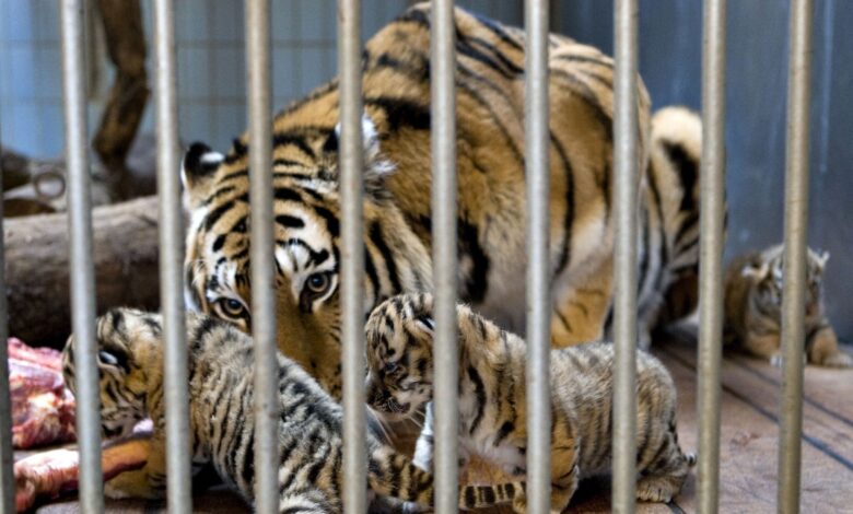Zoo minta orang ramai beri haiwan peliharaan jadi makanan harimau
