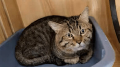 Kucing kena lelong kerana hutang tuan