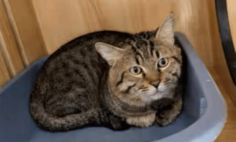 Kucing kena lelong kerana hutang tuan