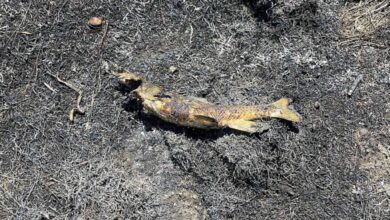 Ikan jatuh dari langit cetus kebakaran hutan
