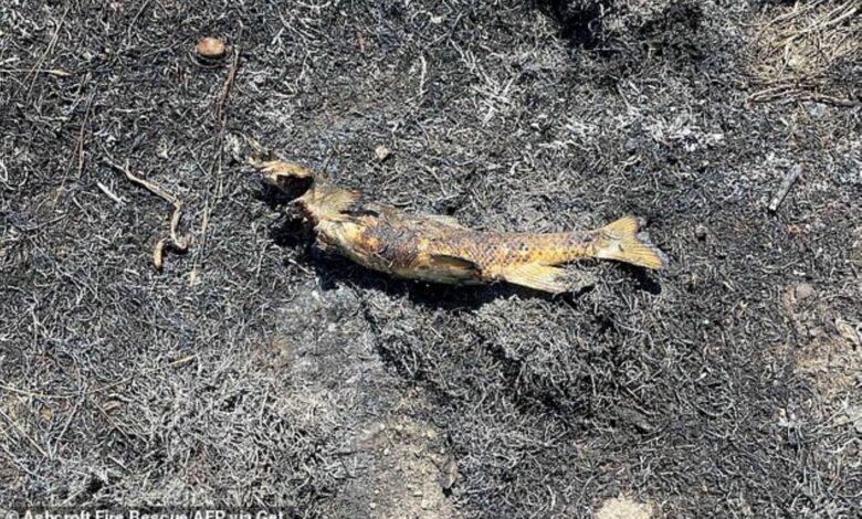 Ikan jatuh dari langit cetus kebakaran hutan