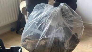 Bandar ‘diserang’ tikus sebesar kucing