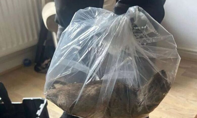 Bandar ‘diserang’ tikus sebesar kucing