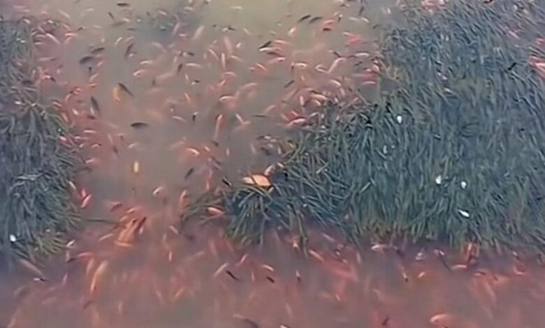 Ratusan bangkai ikan terapung di tasik